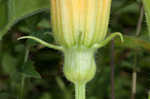 Field pumpkin